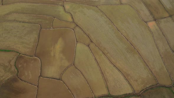 Aerial drone view of agriculture in rice on a beautiful field filled with water