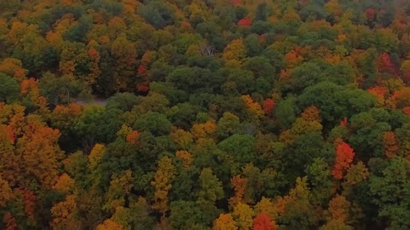 Backward aerial tracking shot of the misty, colorful forest of Gatineau Park during Fall.