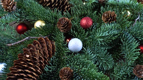 Abies nobilis branch with cones and Christmas balls