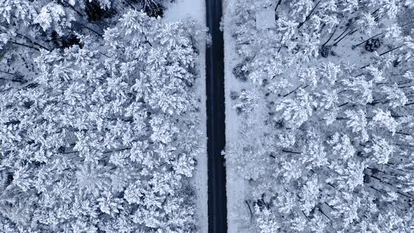 Asphalt road and snowy forest in winter. Transport in winter.