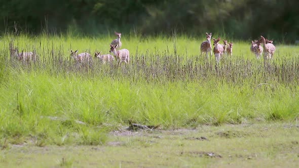 Spotted Deer in Bardia national park, Nepal