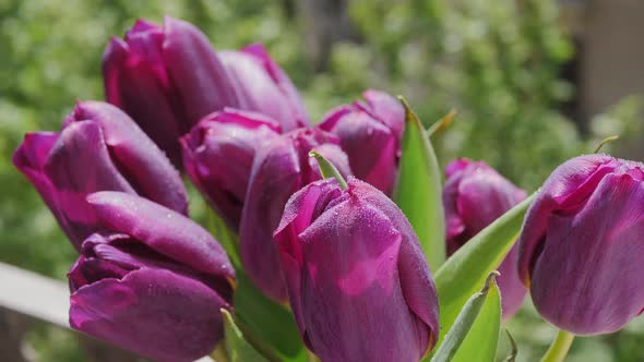 Bouquet of Flowers Purple Tulips in Woman Hands