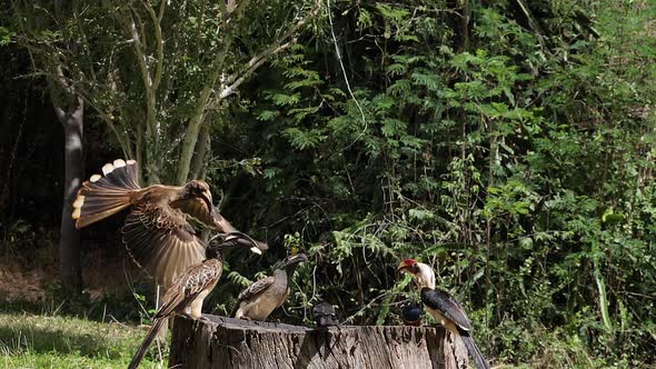 Birds at the Feeder, Superb Starling, Von der Decken's Hornbill, African Grey Hornbill