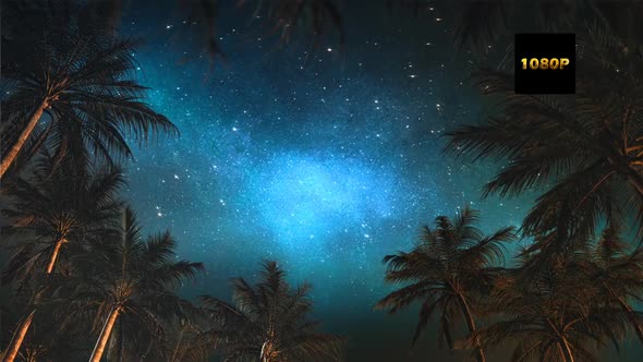 Palm Tree In Starry Sky A Full Hd alt