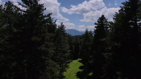 Pine Forests And Alpine Meadows