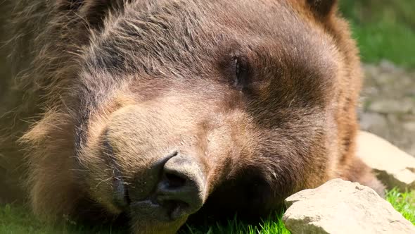 Big Brown Grizzly Bear Sleeping Bear Head Close Up