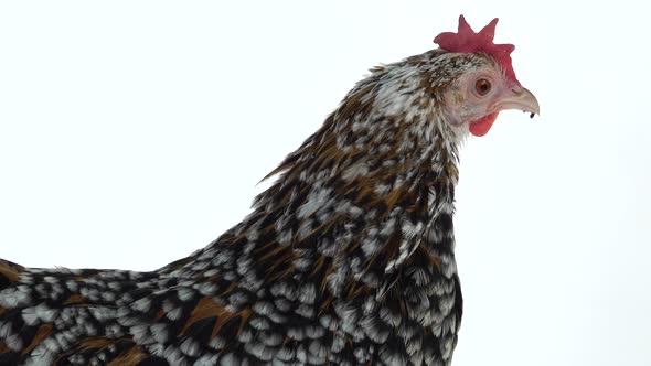 Hen Milfler Isolated at White Background in Studio