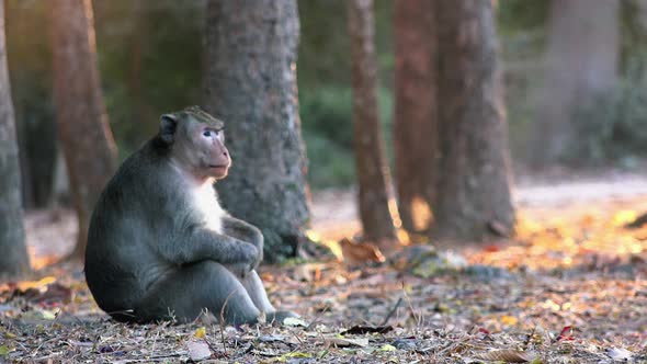 Close Shot of Monkey Sitting by Herself With her Knees up Looking Around and Having Some Alone Time