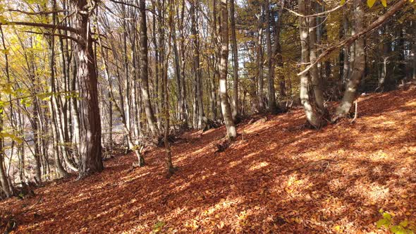 Dry Autumn leaves on Pristine Natural Forest Floor