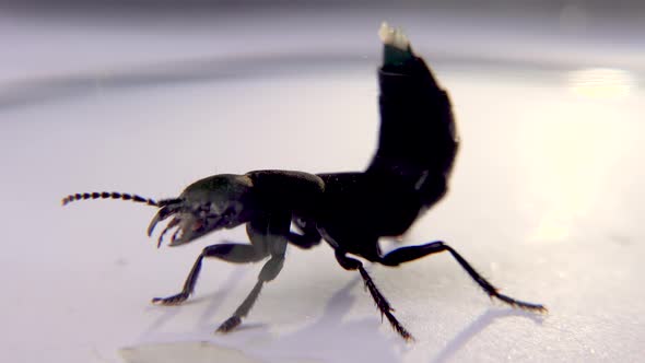 Devil's Coach Horse Beetle Ocypus Olens in Ireland