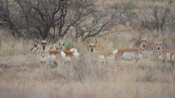 Herd of Pronghorn Antelope in Central Arizona