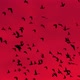 Black Birds Over The Battlefield - VideoHive Item for Sale