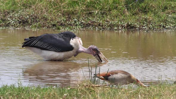 Marabou Stork, leptoptilos crumeniferus, Egyptian goose, alopochen aegyptiaca, at the Water Hole