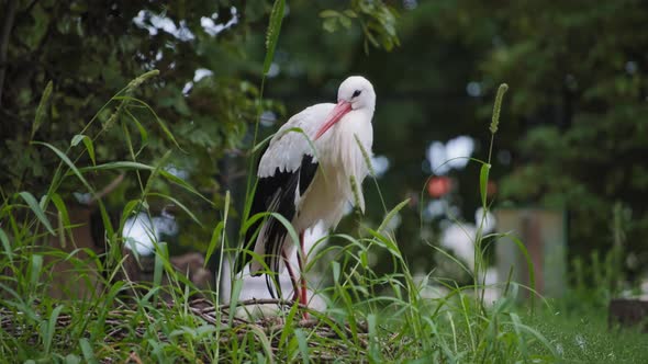 Beautiful black and white stork in the park