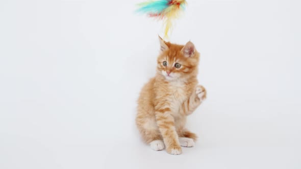 Ginger Cat Hunting for a Mouse on White Isolated Background