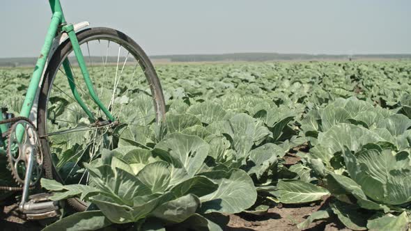 Bicycle with Rust Standing on Cabbage Field