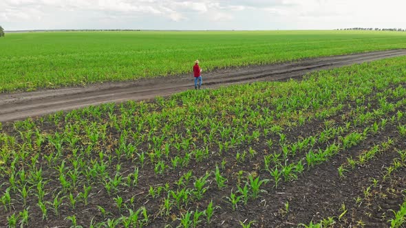 Top View Male Farmer Alone Walking on Country Path an Agricultural Field with Planted Green Plants