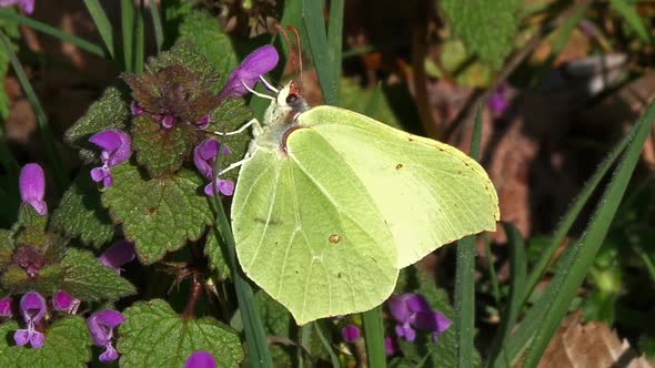 Brimstone, gonepteryx rhamni, Adult Foraging a Flower, Pollinisation Act, Normandy, Real Time