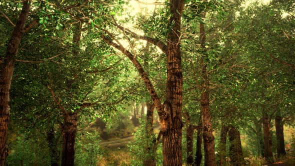 Fairy Tale Spooky Looking Woods in a Misty Day alt