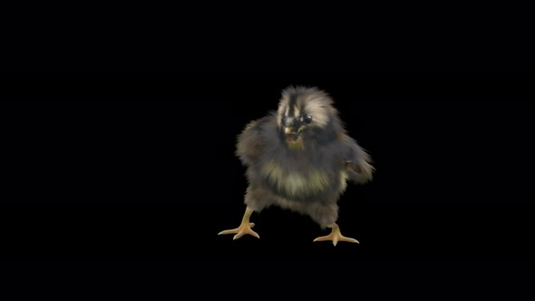 12 Baby Chicks Dancing 4K