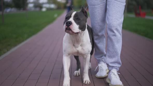 Gorgeous American Staffordshire Terrier Strolling on Pavement with Female Legs Walking in Slow