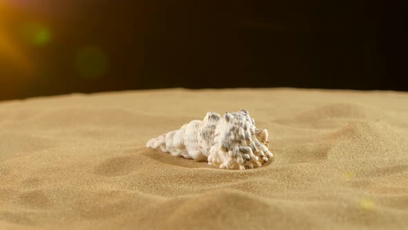 Unusual Sea Shell, White, on Sand, Yellow Light, Close Up, Rotation