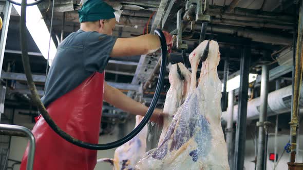 Factory Worker Is Washing Meat Carcasses with a Hose