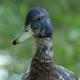Close up view of a duck  - VideoHive Item for Sale