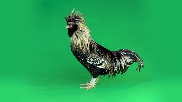 Colored Crested Decorative Rooster Paduan, Fluffy Funny Fancy Feather Head at Green Background in