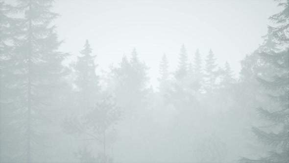 Cloudy Autumn Day in the Pine Forest with Fog