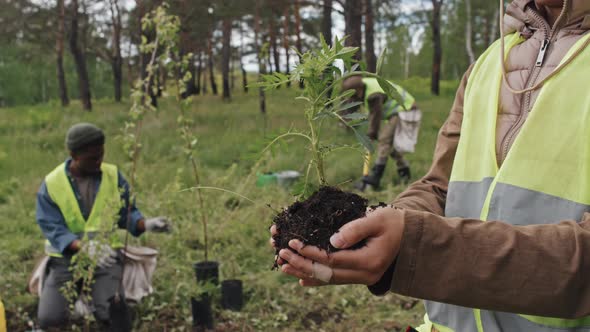 Holding Seedling in Hands