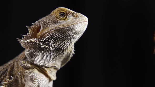 Process of Feeding of Bearded Agama Dragon with Insect Cockroach at Home on Carpet