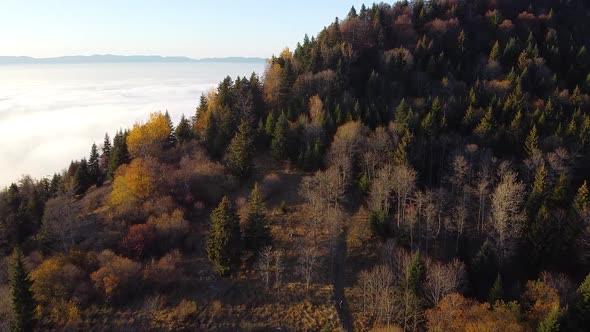 Drone shot ing forward) of a Mountain covered in a Colourful Autumn Forest