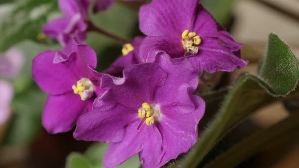 Deep pink   Saintpaulia ionantha plant bud and leaves close-up 4K 2160p 30fps UltraHD slow tilt foot