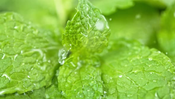 Super Slow Motion Shot of Water Drops Falling on Fresh Mint Leaf at 1000Fps.