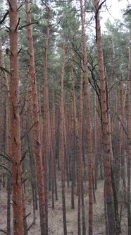 Vertical Video of the Pine Forest in the Afternoon