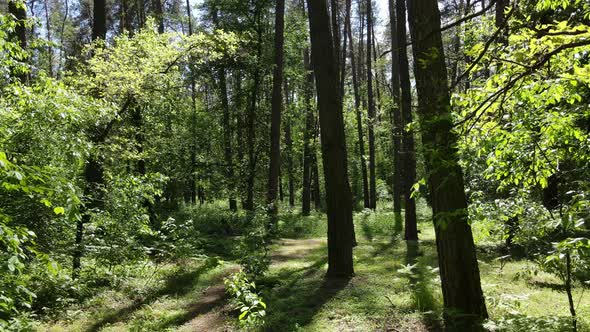 Trees in the Forest By Summer Day