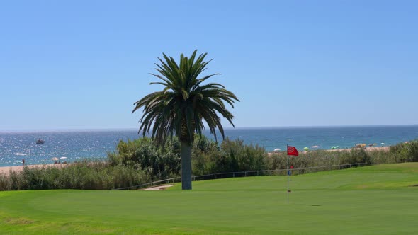 Shot of a Clean Green Golf Field with a Palm Tree and Vegetation Also a Beach in the Background