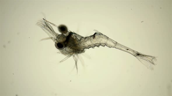 The Black Sea Plankton and Zooplankton Under the Microscope, the Shrimp Larva at the Zoea Stage
