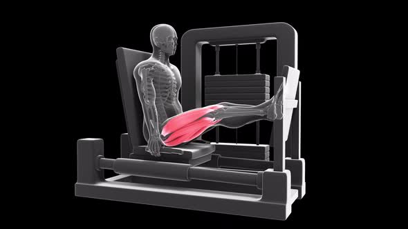 Horizontal Leg Press alt