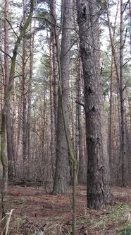 Vertical Video of the Pine Forest in the Afternoon