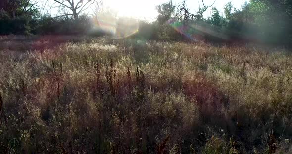 A drone flight above the plants in a field during sunset as the light shines through the stems and l