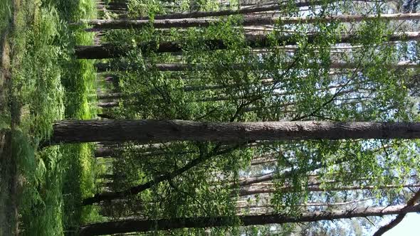 Vertical Video Aerial View Inside a Green Forest with Trees in Summer