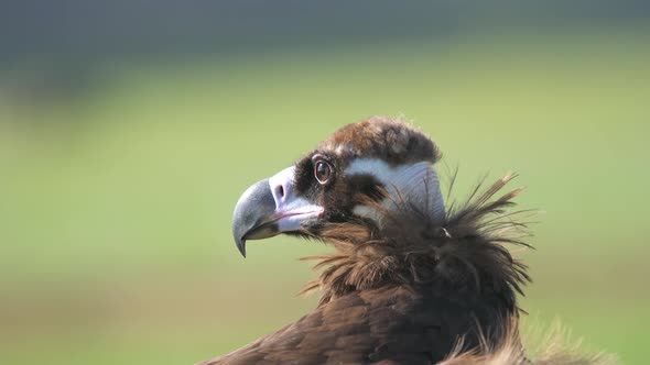 A Free Wild Cinereous Vulture Bird Face in Natural Habitat