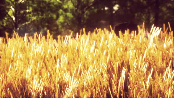 Scene of Sunset or Sunrise on the Field with Young Rye or Wheat in the Summer