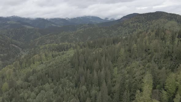 Landscape of the Carpathian Mountains. Slow Motion. Ukraine. Aerial. Gray, Flat