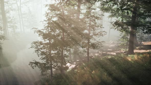 Sunrays in a Forest on a Hazy Morning