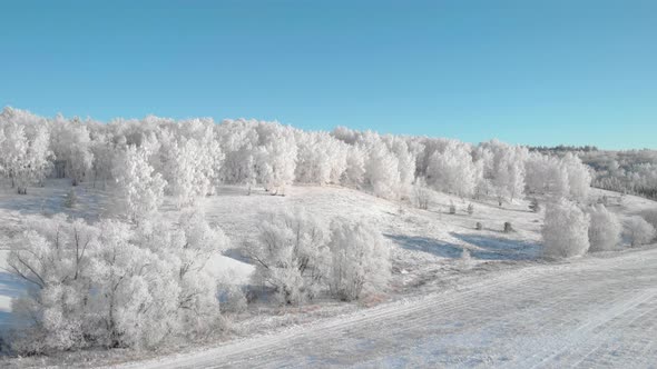 Fairytale white forest on a background of blue sky