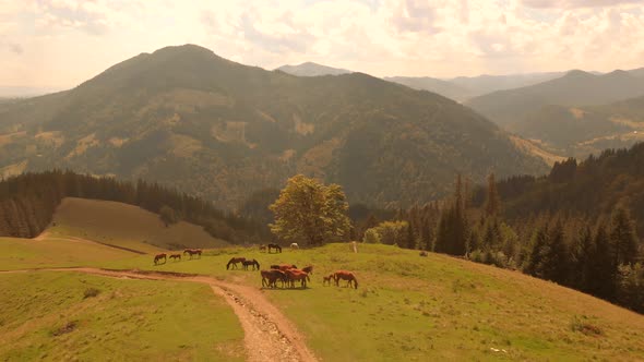 Horses Grazing on Mountain Hillside View From Drone