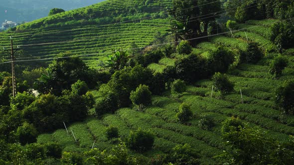 Lush tea plantation Cau Dat Farm hill Vietnam landscapes